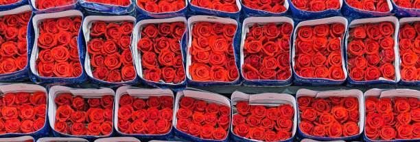 Срезка и хранение роз Срезка и хранение роз