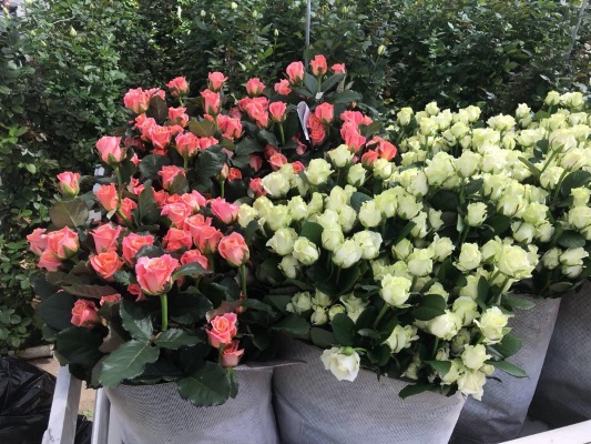 ПВХ сетки для роз ПВХ сетки для роз