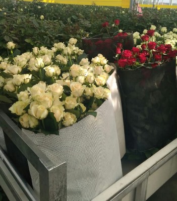 Как укоренить розу из букета в домашних условиях | Блог Семицветик