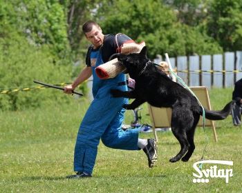 ткани для костюмов К9 