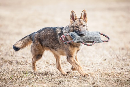 ткани К9 для кинологов.jpg ткани К9 для кинологов.jpg