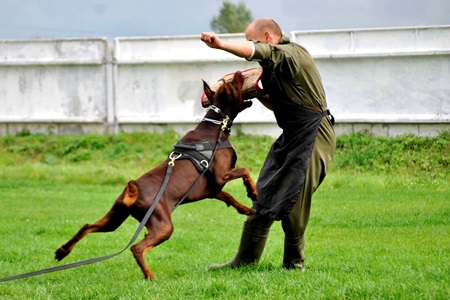 ткани для экипировки кинологов 450х300.jpg