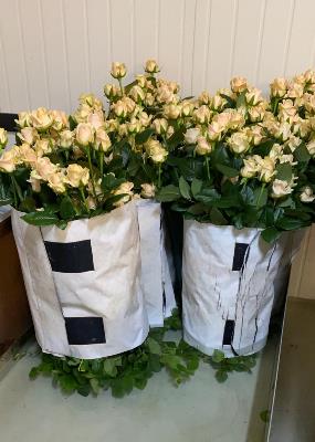 полимерные сетки для роз полимерные сетки для роз