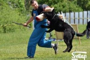 ткани для костюмов кинологов