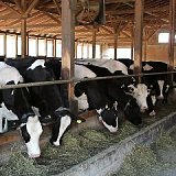 ПВХ сетка для систем вентиляции коровников пвх сетка для систем вентиляции коровников