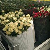 Полимерные сетки для хранения роз полимерные сетки для хранения роз